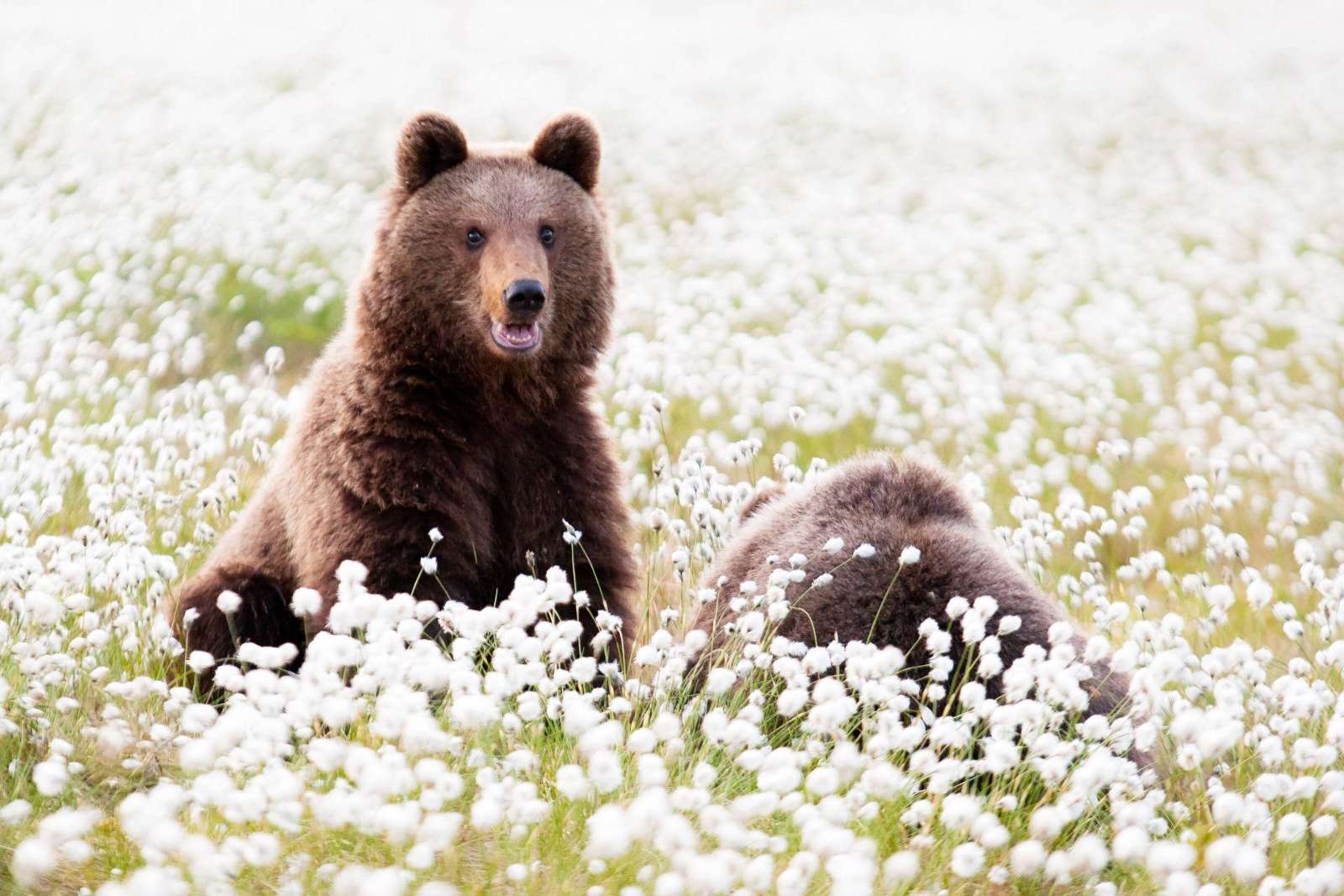 Bear watching and open water