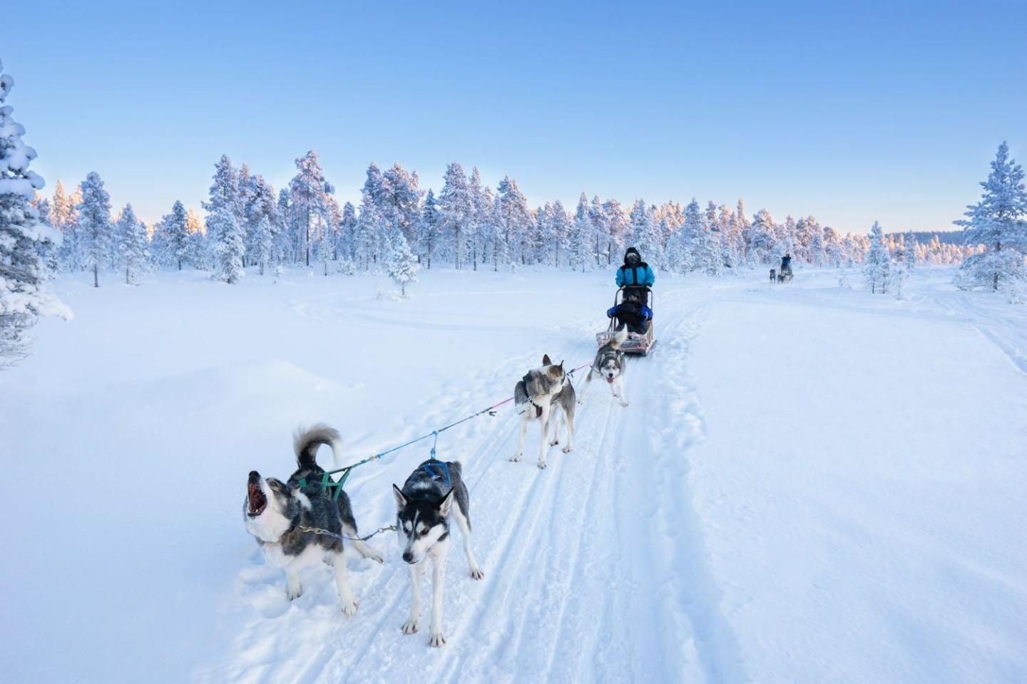 A husky running free in Finnish Lapland