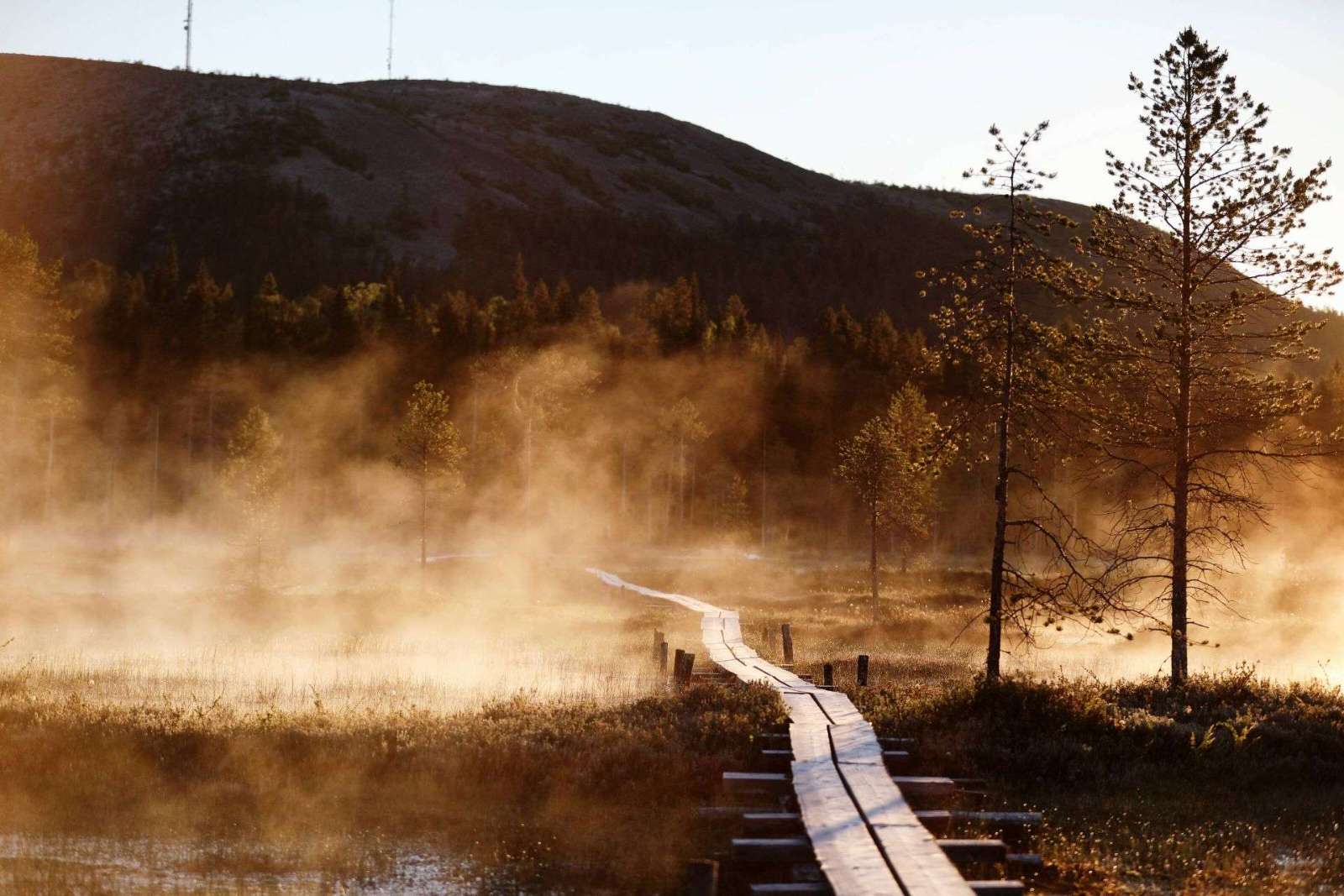 A misty Lapland boardwalk at dusk in summer