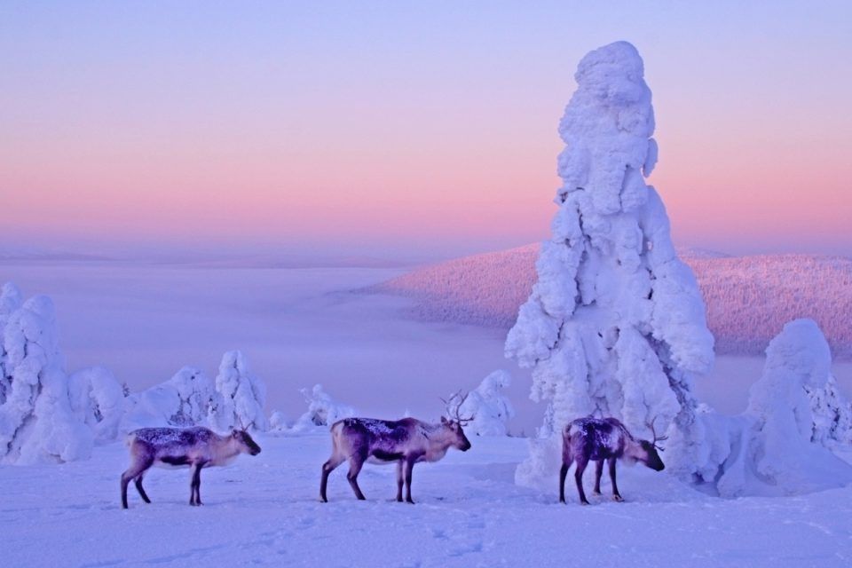 Reindeer in the winter landscape near Levi, Finland