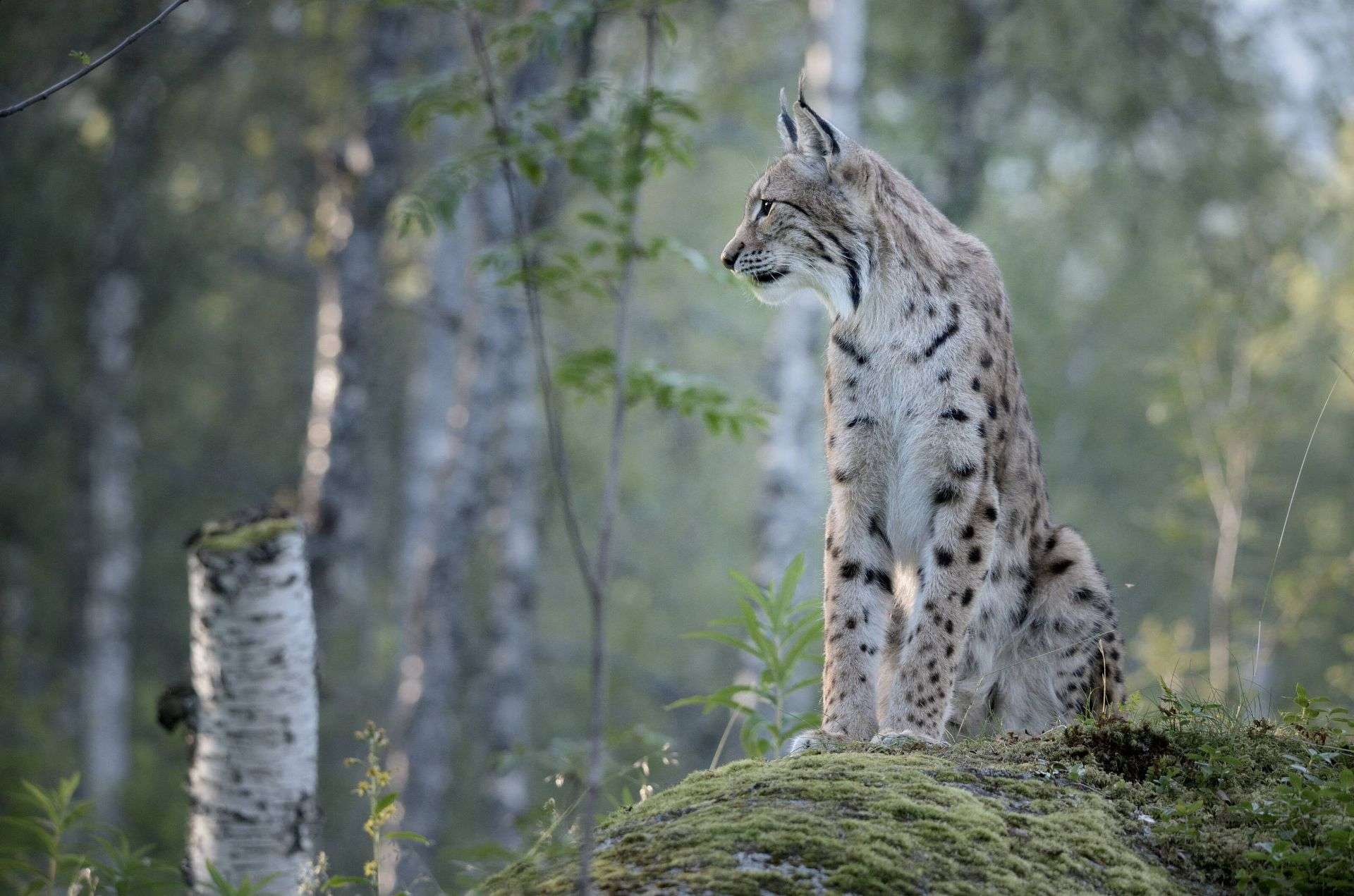 Lynx in the summer forest of eastern Finland