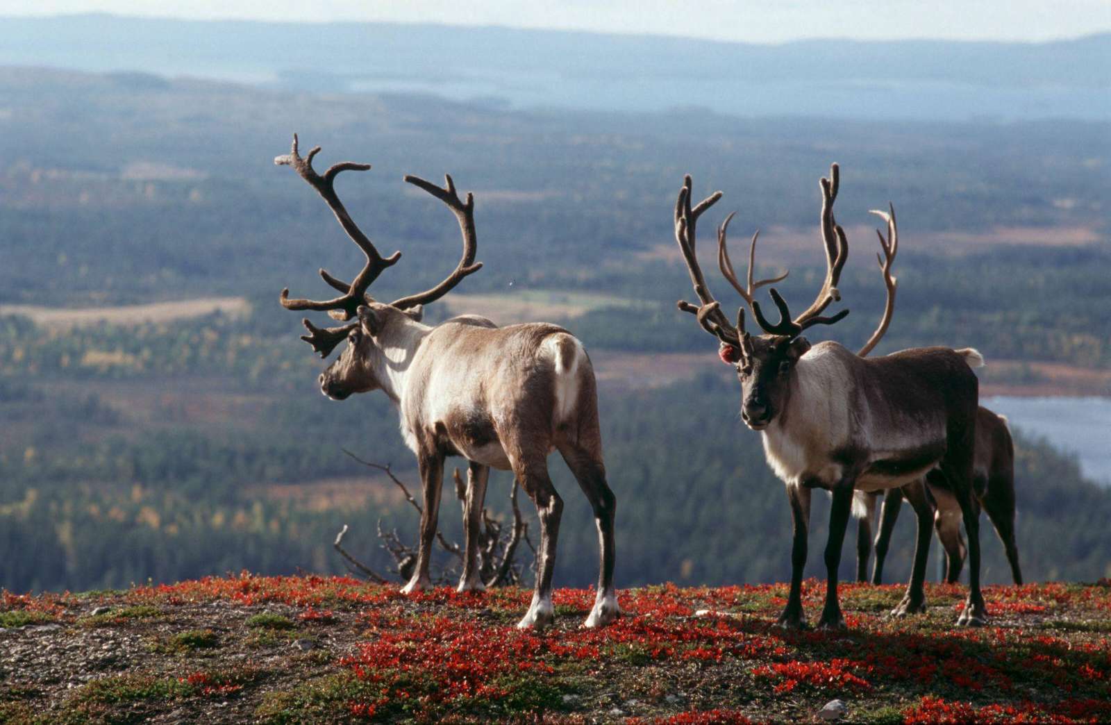 Reindeer in the Finnish Lapland landscape