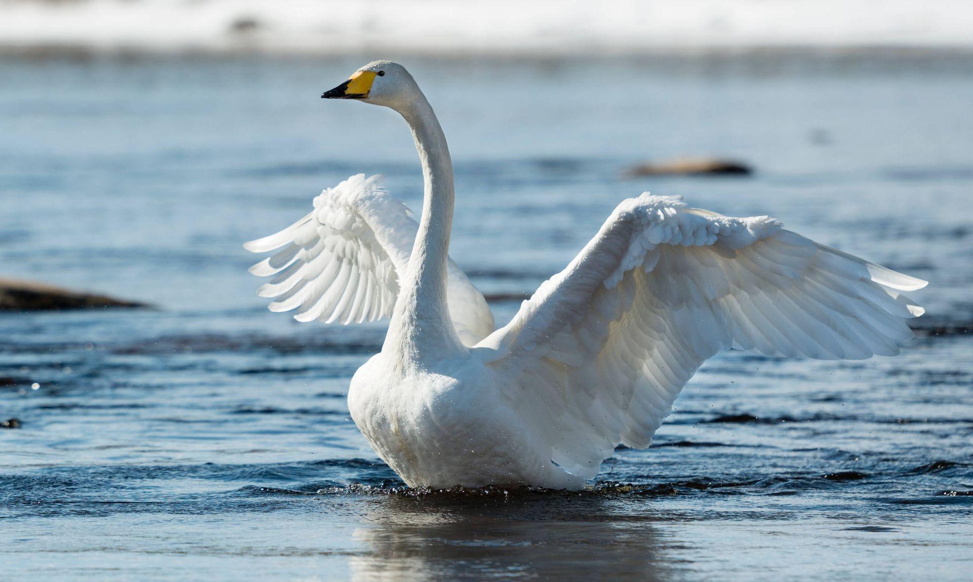 A swan on the water in coastal Finland