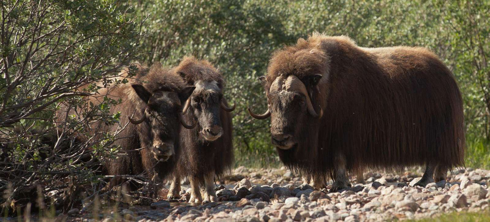 Musk ox in Greenland