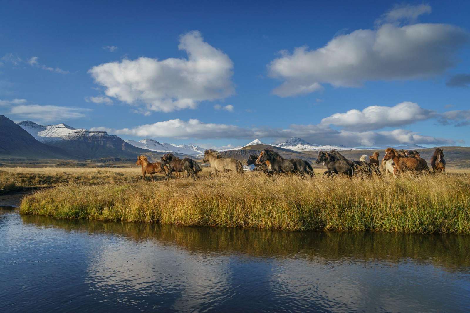 Icelandic horses in autumn