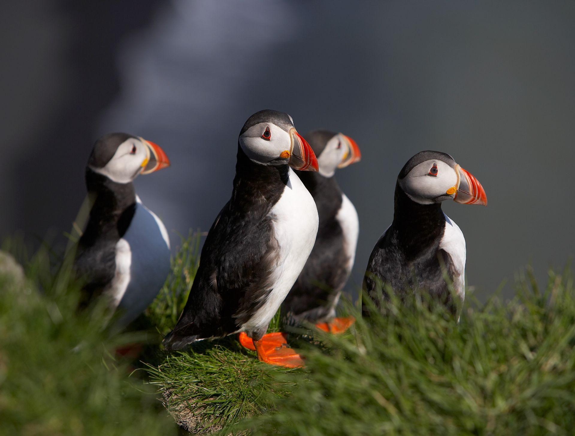 Puffin on the Icelandic coast