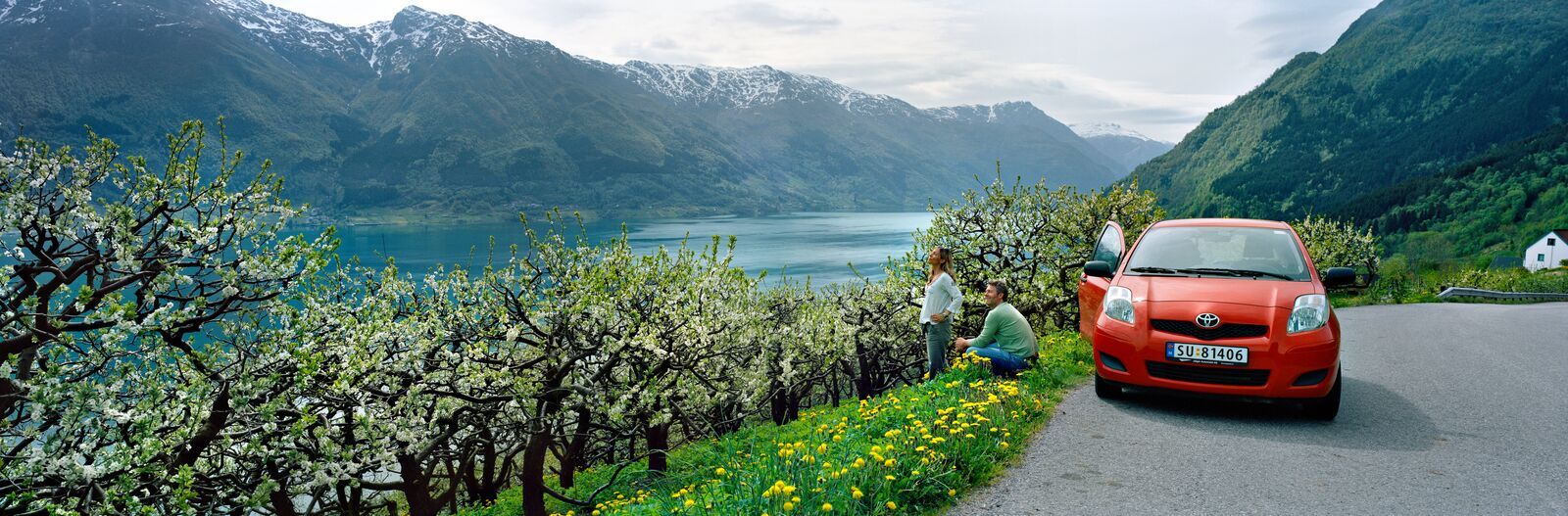 Apple blossom above the Hardangerfjord