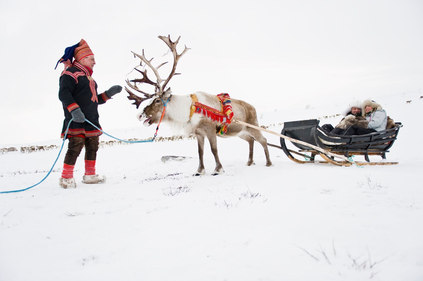 Sámi reindeer herding in Finnmark, Norway