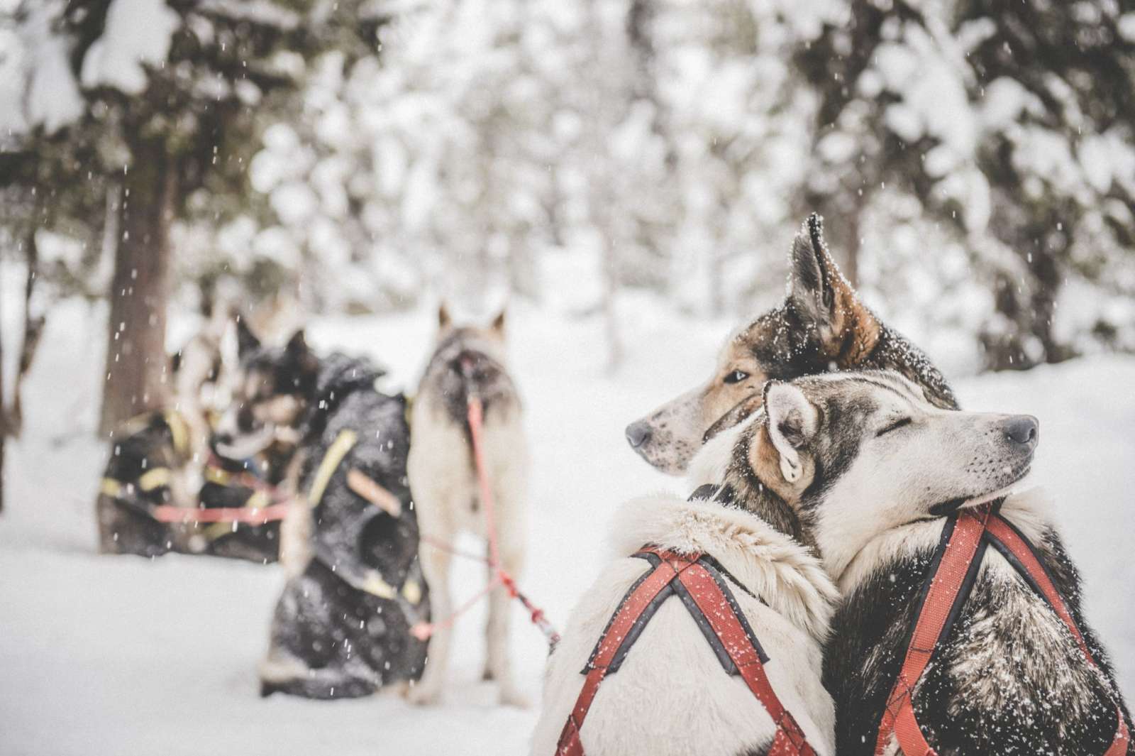 Sled dogs, Sámi and open fell